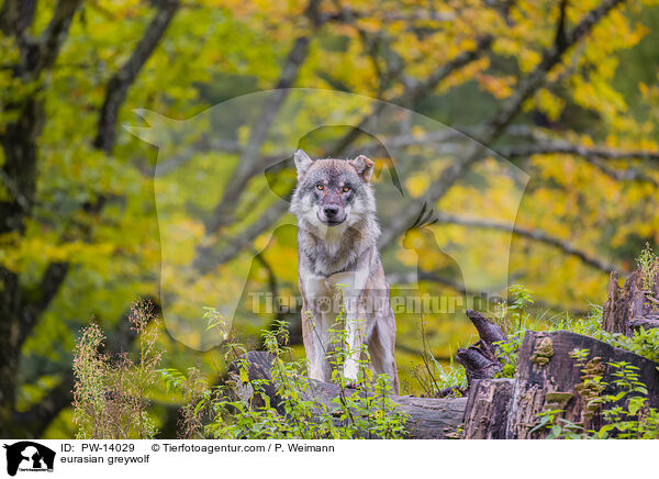 eurasian greywolf / PW-14029