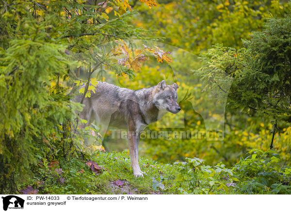 eurasian greywolf / PW-14033