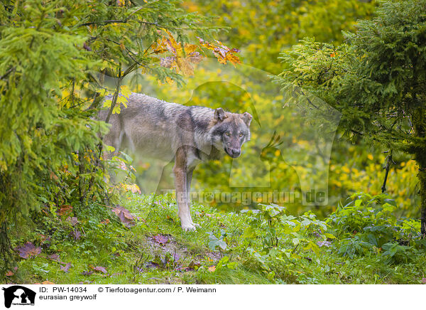eurasian greywolf / PW-14034