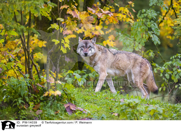eurasian greywolf / PW-14039