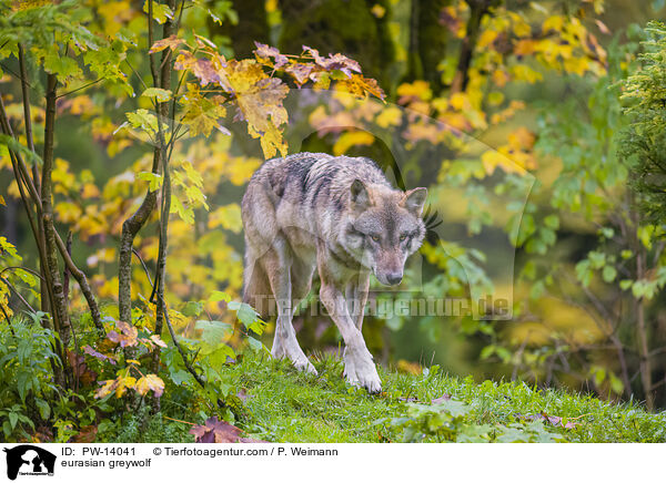 eurasian greywolf / PW-14041