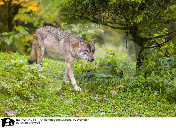 eurasian greywolf / PW-14043