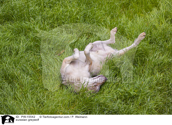 Eurasischer Grauwolf / eurasian greywolf / PW-15542