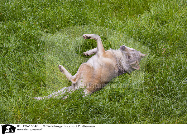 eurasian greywolf / PW-15546