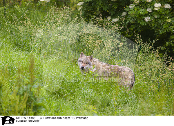 eurasian greywolf / PW-15561