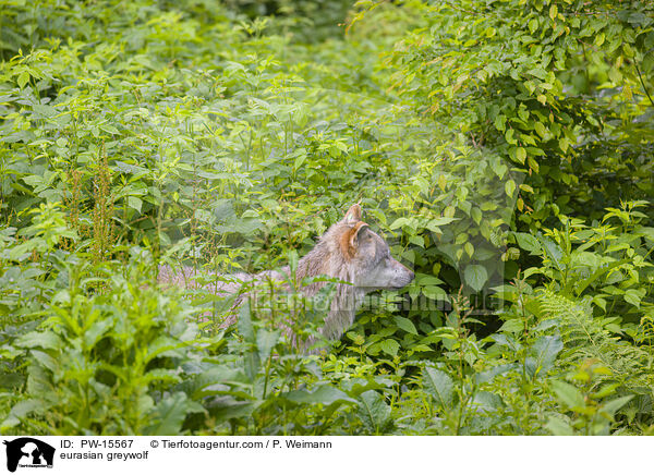 eurasian greywolf / PW-15567