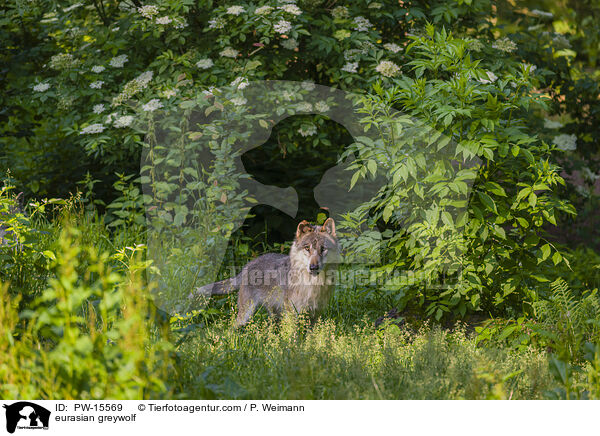 eurasian greywolf / PW-15569