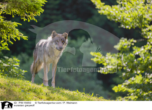 eurasian greywolf / PW-15650