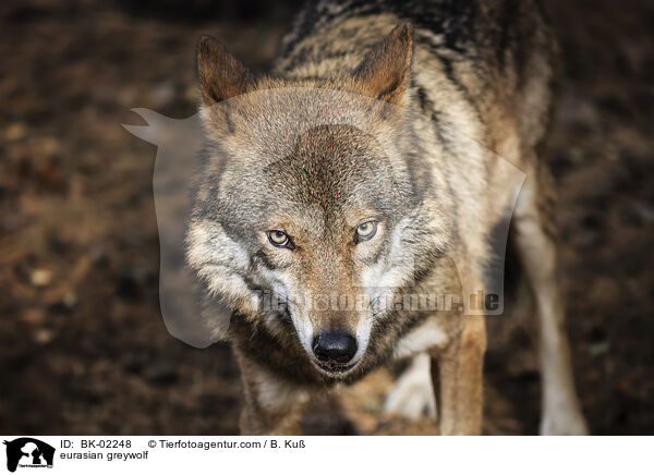 eurasian greywolf / BK-02248