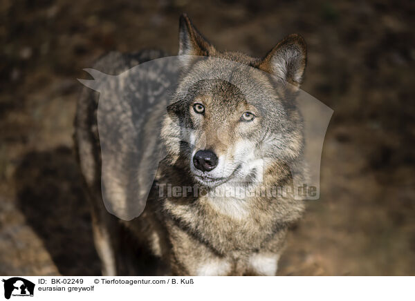 eurasian greywolf / BK-02249