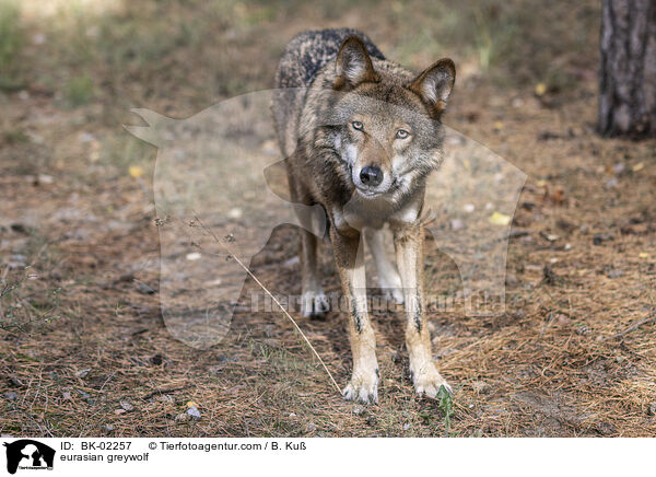 eurasian greywolf / BK-02257