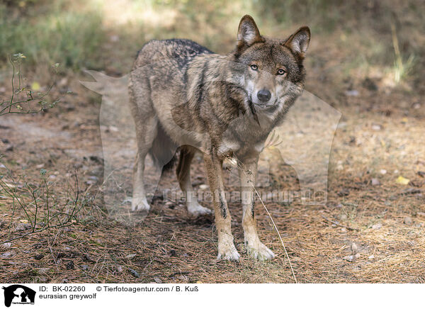 eurasian greywolf / BK-02260