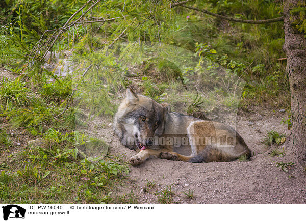 eurasian greywolf / PW-16040