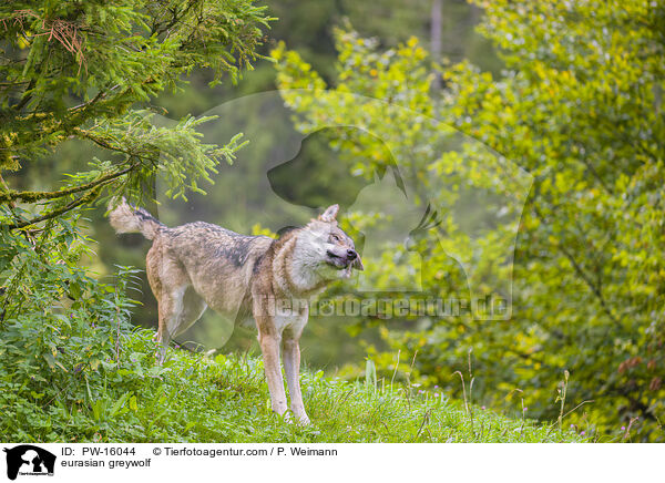 eurasian greywolf / PW-16044