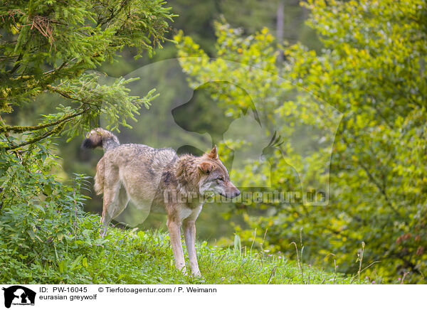eurasian greywolf / PW-16045