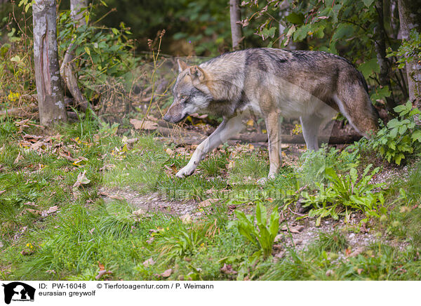 eurasian greywolf / PW-16048