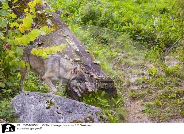 eurasian greywolf / PW-16050