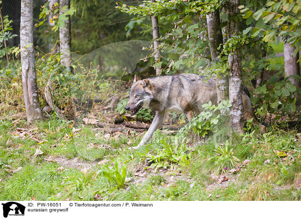 eurasian greywolf / PW-16051