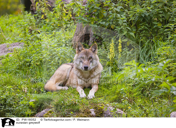 eurasian greywolf / PW-16052