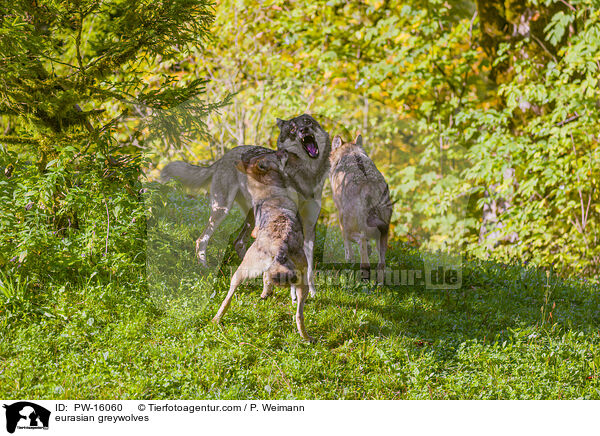 eurasian greywolves / PW-16060