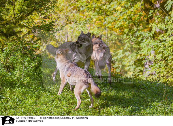 eurasian greywolves / PW-16063