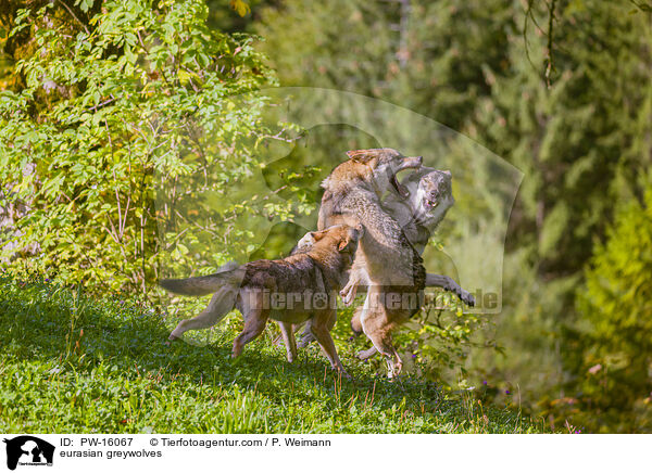 eurasian greywolves / PW-16067