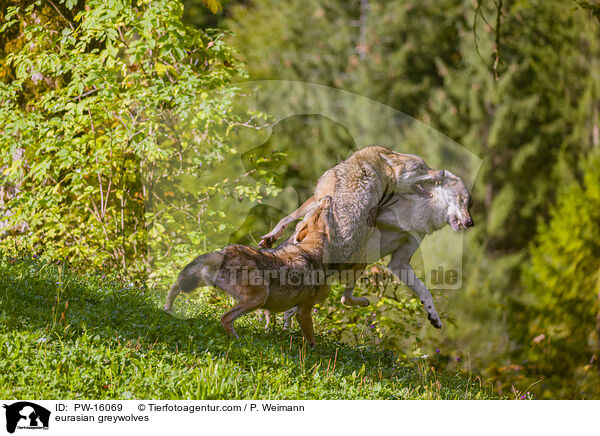 eurasian greywolves / PW-16069