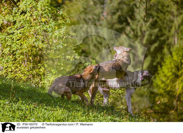 eurasian greywolves / PW-16070