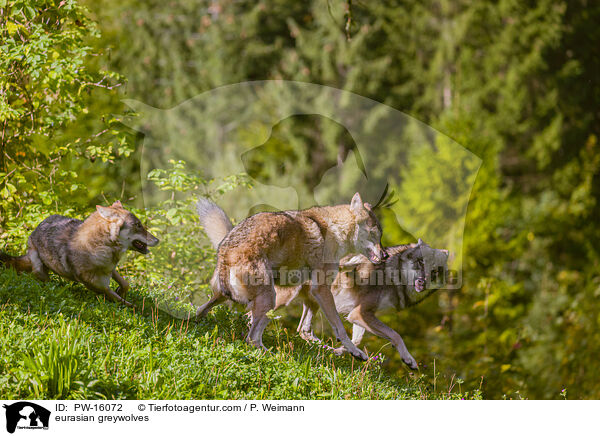 eurasian greywolves / PW-16072