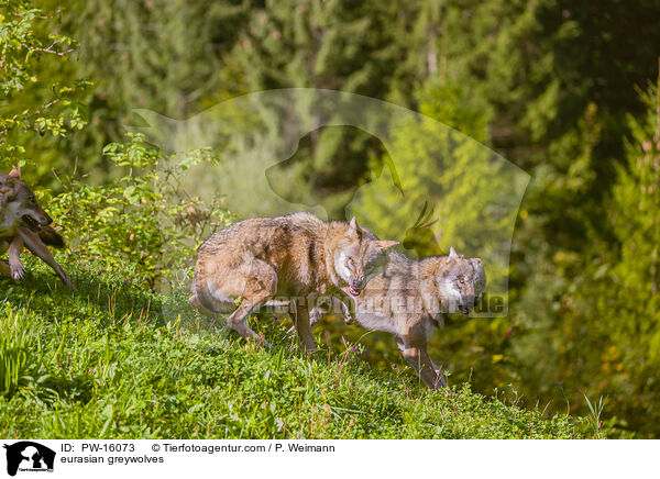 eurasian greywolves / PW-16073