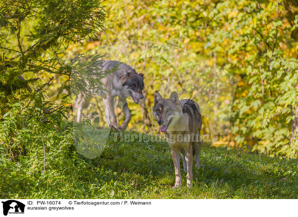 eurasian greywolves / PW-16074