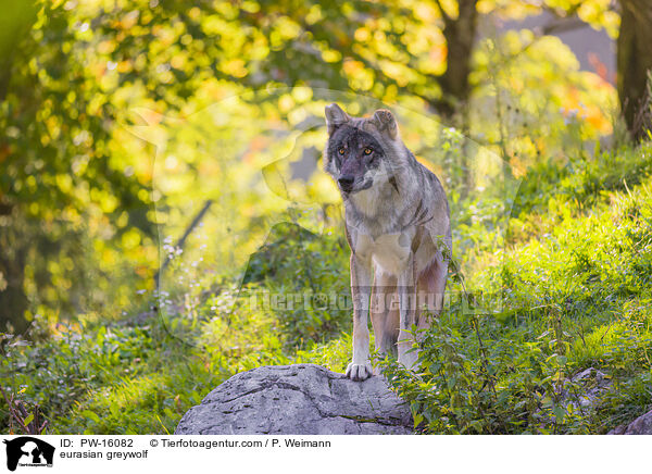 eurasian greywolf / PW-16082