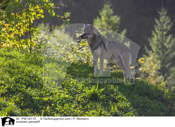 eurasian greywolf / PW-16115
