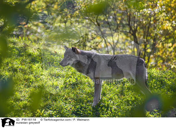 eurasian greywolf / PW-16118