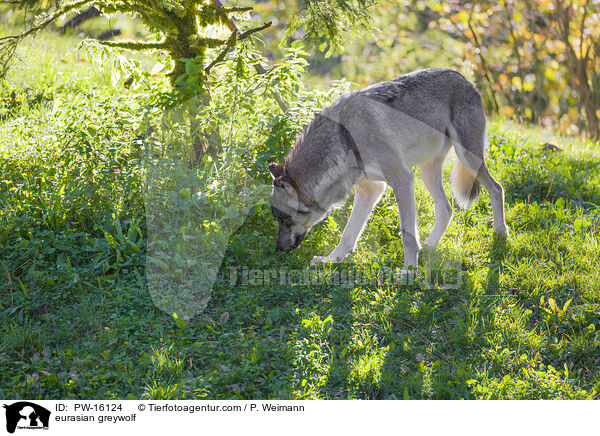 eurasian greywolf / PW-16124