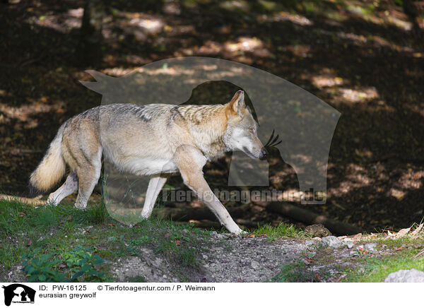 eurasian greywolf / PW-16125