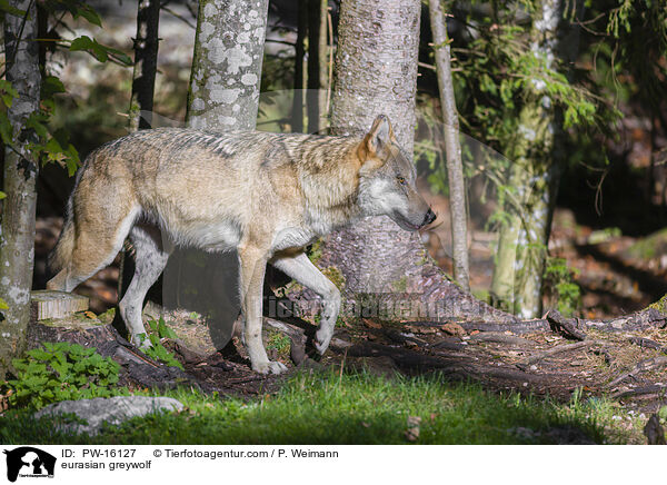 eurasian greywolf / PW-16127
