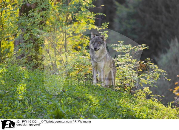 eurasian greywolf / PW-16132