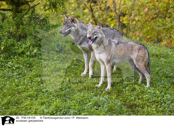 eurasian greywolves / PW-16155