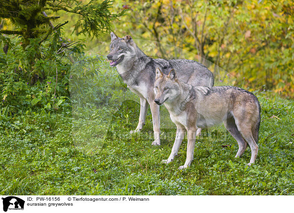 eurasian greywolves / PW-16156
