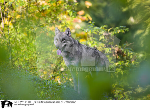 eurasian greywolf / PW-16158