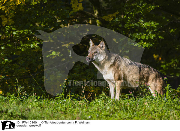 eurasian greywolf / PW-16160