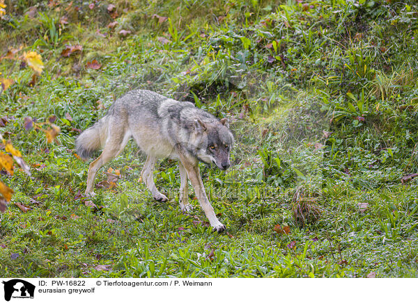 eurasian greywolf / PW-16822