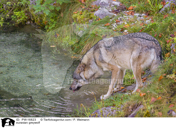 eurasian greywolf / PW-16823