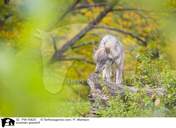 eurasian greywolf / PW-16825