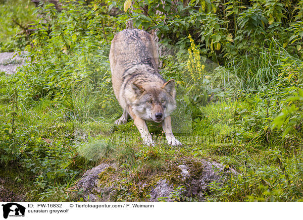 eurasian greywolf / PW-16832