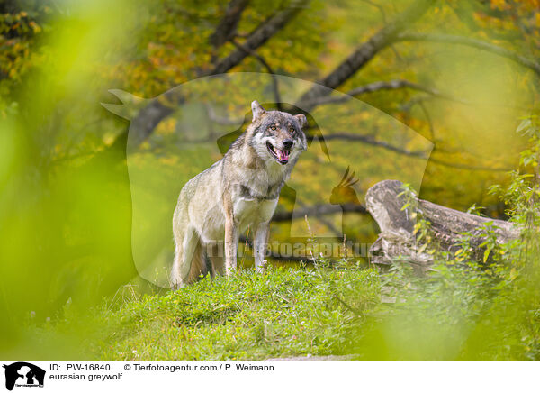 eurasian greywolf / PW-16840