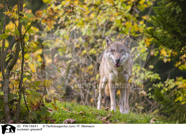 eurasian greywolf / PW-16841