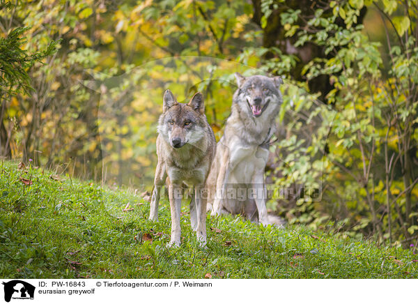 eurasian greywolf / PW-16843