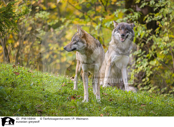 eurasian greywolf / PW-16844